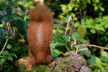 Squirrel (Sciurus vulgaris) Scoiattolo