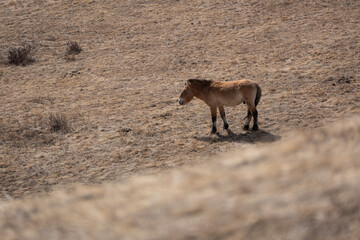 Fototapeta premium Przewalski horses are roaming free in Hustai National Park, Mongolia
