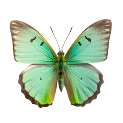 green awl, Butterfly, isolated Background, top view