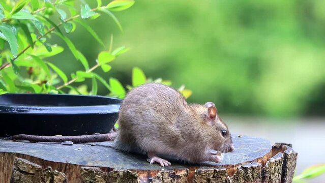 brown rat eats bird seed, Rattus norvegicus
