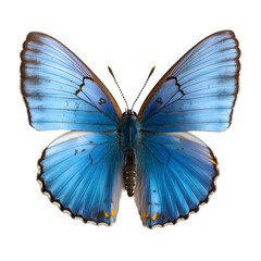 blue robin, Butterfly, isolated Background, top view