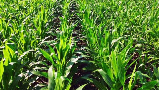 Young Corn Field in the Morning