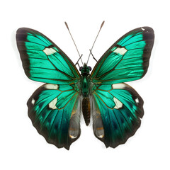 Obraz na płótnie Canvas malachite, Butterfly, isolated Background, top view