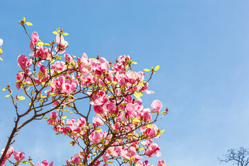beautiful magnolia bloom against the blue sky