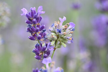 Lavender flower background with beautiful purple colors and bokeh lights. Blooming lavender in a field сlose up. Selective focus. The concept of sustainable development. nature conservation