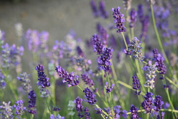 Lavender flower background with beautiful purple colors and bokeh lights. Blooming lavender in a field сlose up. Selective focus. The concept of sustainable development. nature conservation