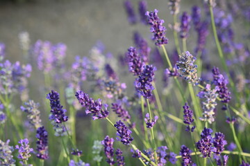 Obraz premium Lavender flower background with beautiful purple colors and bokeh lights. Blooming lavender in a field сlose up. Selective focus. The concept of sustainable development. nature conservation