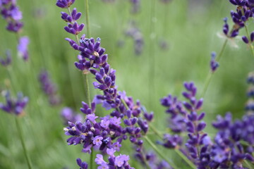Lavender flower background with beautiful purple colors and bokeh lights. Blooming lavender in a field сlose up. Selective focus. The concept of sustainable development. nature conservation