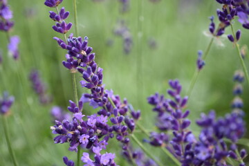 Lavender flower background with beautiful purple colors and bokeh lights. Blooming lavender in a field сlose up. Selective focus. The concept of sustainable development. nature conservation