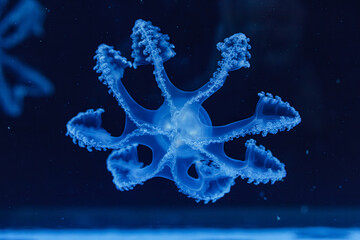 underwater shot of beautiful Marbled Jellyfish / Lychnorhiza Lucerna
