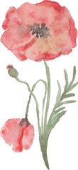Watercolor Poppies Illustration PNG