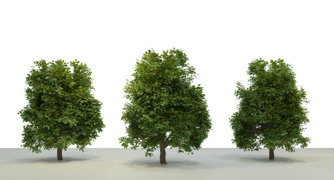  Transparent Normal Tree Model on a Clear Background