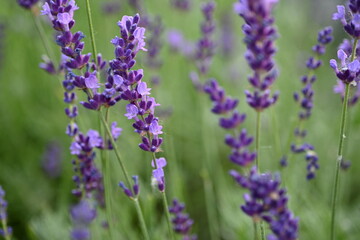 Lavender flower background with beautiful purple colors and bokeh lights. Blooming lavender in a field сlose up. Selective focus. The concept of sustainable development. nature conservation