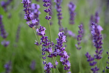 Fototapeta premium Lavender flowers close up, purple lavender field close up, abstract soft floral background. Soft focus. The concept of flowering, spring, summer, holiday. Great image for cards, banners.