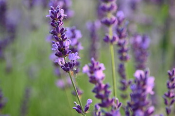 Lavender flowers close up, purple lavender field close up, 
abstract soft floral background. Soft focus. The concept of flowering, spring, summer, holiday. Great image for cards, banners.