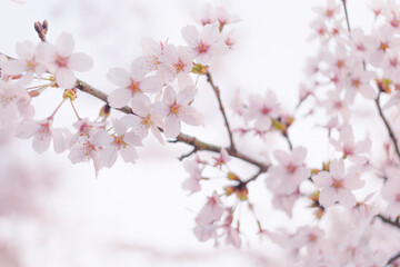 SAKURA