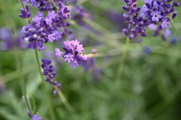 Lavender flowers close up, purple lavender field close up, 
abstract soft floral background. Soft focus. The concept of flowering, spring, summer, holiday. Great image for cards, banners.