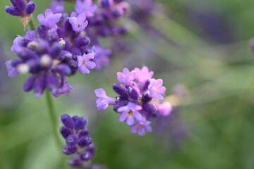 Fototapeta premium Lavender flowers close up, purple lavender field close up, abstract soft floral background. Soft focus. The concept of flowering, spring, summer, holiday. Great image for cards, banners.