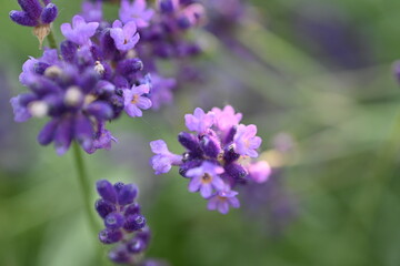 Lavender flowers close up, purple lavender field close up, 
abstract soft floral background. Soft focus. The concept of flowering, spring, summer, holiday. Great image for cards, banners.