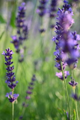 Lavender flowers close up, purple lavender field close up, 
abstract soft floral background. Soft focus. The concept of flowering, spring, summer, holiday. Great image for cards, banners.