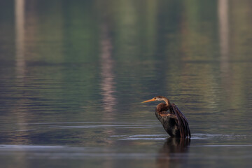 Stock images of Oriental darter