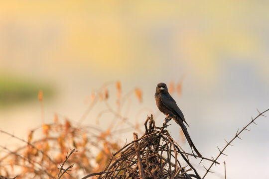 Black Drongo / Black Bird image with morning vibes.