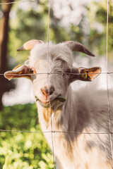 Eid -ul adha goat sheep qurbani animal White goats in a meadow of a goat farm. White goats in summer vibes