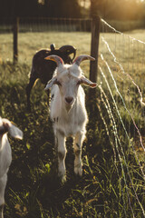 white goat with horns stands in green grass in the warm light of a summer sunset by a metal fence and looks directly into the camera. behind a white goat a black ram with large horns.