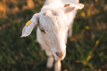 Top view portrait of a white goat standing on green grass in warm summer sunset light.