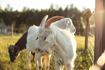 White goats graze together with a black horned ram in green grass in the warm light of a summer sunset.