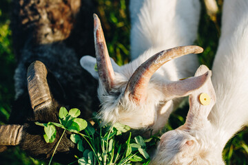 White goats with horns and black ram with huge horns eat green grass clover close-up.
