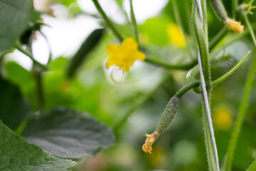 Fresh harvest of cucumbers with blossom. Farm greenhouses with fresh organic cucumbers