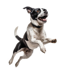A happy jumping dog in the air on a transparent background