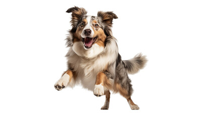A happy jumping dog in the air on a transparent background - obrazy, fototapety, plakaty