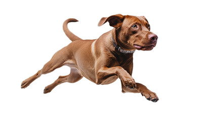 A happy jumping dog in the air on a transparent background