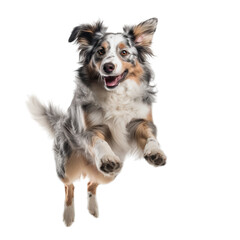A happy and smiling jumping dog in the air on a transparent background - obrazy, fototapety, plakaty
