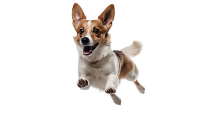 A happy jumping dog in the air on a transparent background - obrazy, fototapety, plakaty