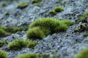 Dicranella heteromalla, detail of moss on rock
