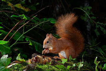 Squirrel (Sciurus vulgaris) Scoiattolo