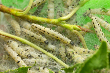 Bird-cherry eremite, Yponomeuta evonymella larvae in caterpillar silk