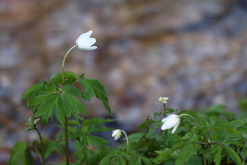 Anemone nemorosa, anemone flowers are growing in the forest on the bank of the river