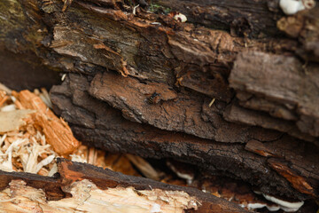 insect on a trunk of tree
