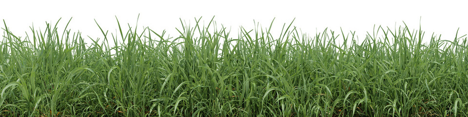 Evergreen grass field in nature, meadow in springtime, Tropical forest isolated on transparent background - PNG file, 3D rendering illustration for create and design or etc