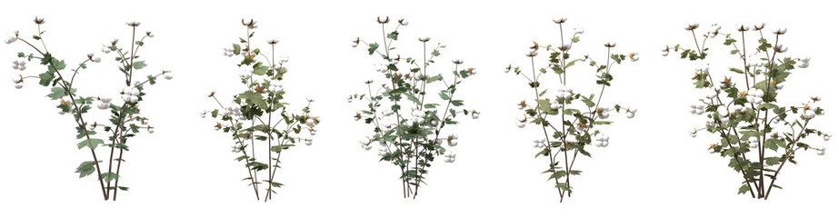 Set of cotton flowers with isolated on transparent background. PNG file, 3D rendering illustration, Clip art and cut out