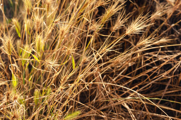 Fototapeta premium thicket of grasses