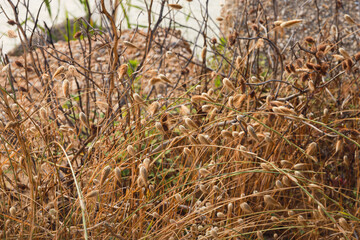 grass in the wind