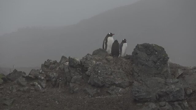 Gentoo Penguins on Barrientos Island south Shetland islands Antarctica