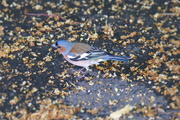 Male common chaffinch (Fringilla coelebs) sitting on stone path in Zurich, Switzerland