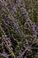 Obraz premium lavender