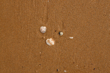 shells on sand